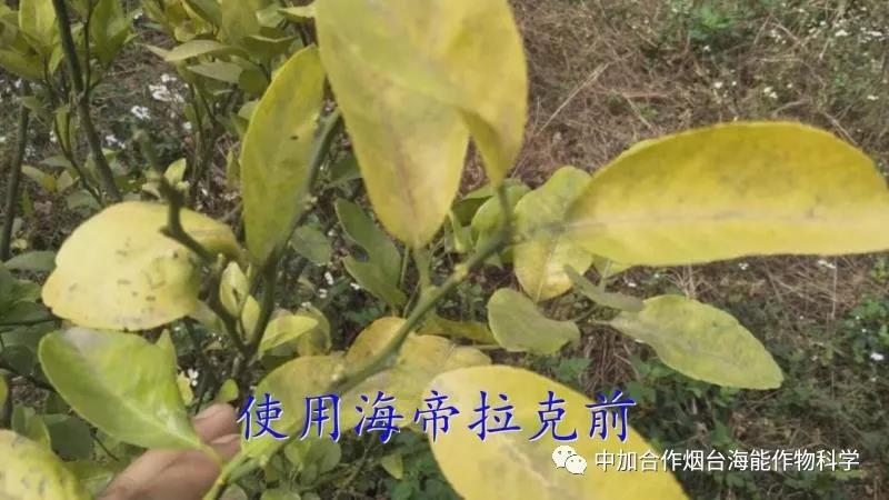 顆粒水溶肥