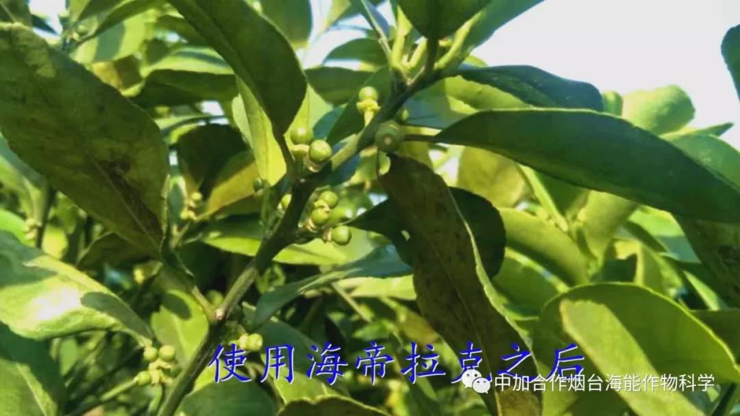 顆粒水溶肥