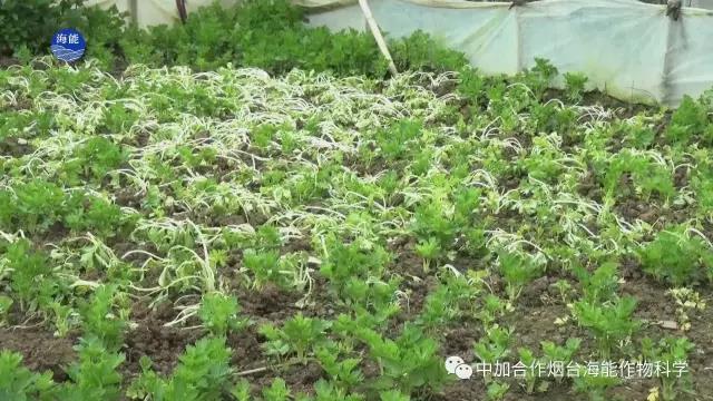 顆粒水溶肥